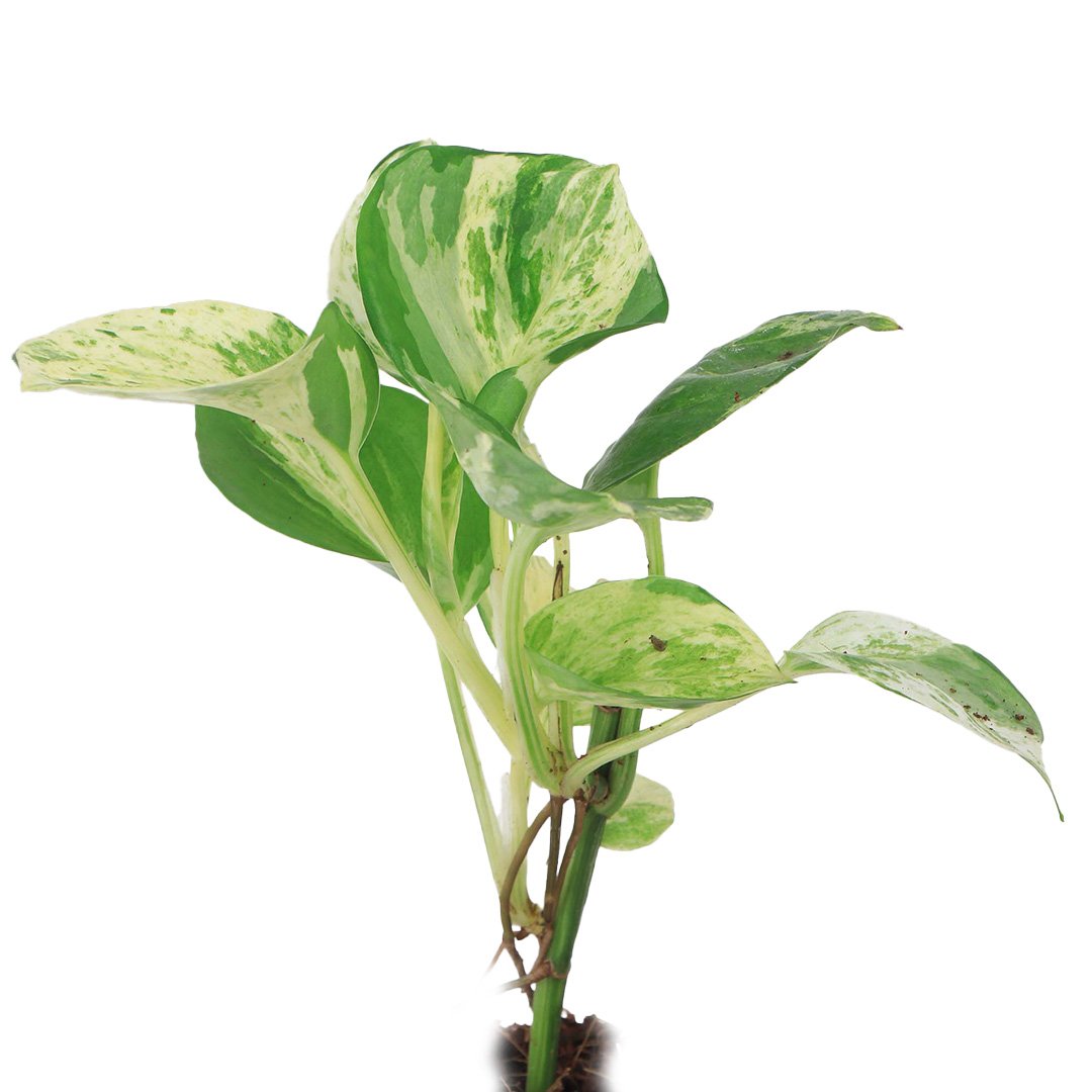 Manjula Pothos